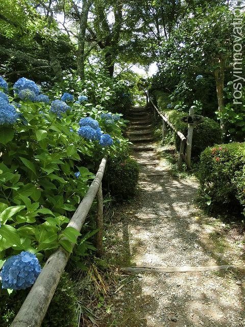 普門寺２２　あじさい