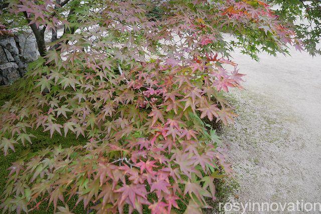 宝福寺２４　紅葉シーズン