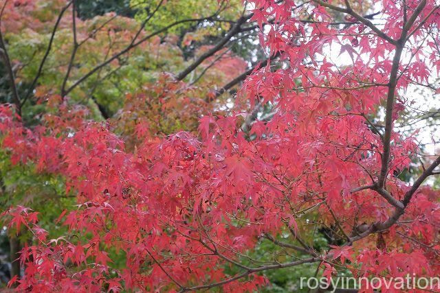 宝福寺１７　紅葉スポット