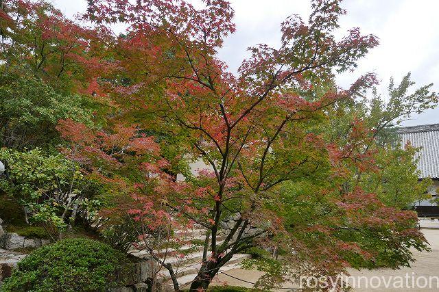 宝福寺２３　もみじ