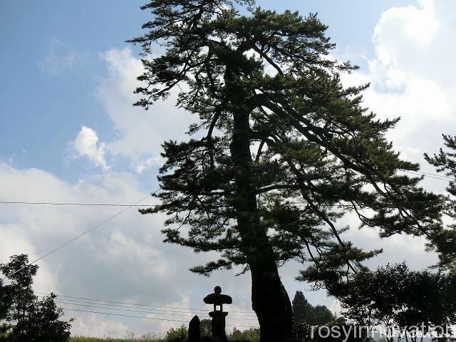 大村寺５　松の木