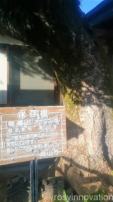 伊勢神社１１　保存樹　説明書き