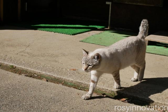 縣主神社９　懐いてる猫