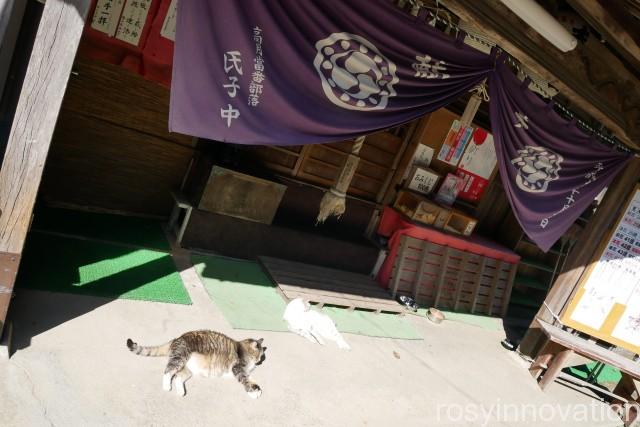 縣主神社３０　拝殿と猫