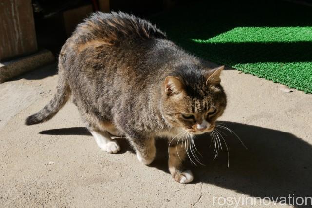 縣主神社２８　猫