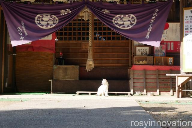 縣主神社７　猫ちゃん