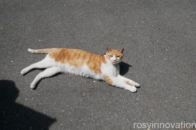 由加山　蓮台寺１９　猫