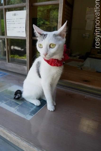 木山神社 (21)神社猫