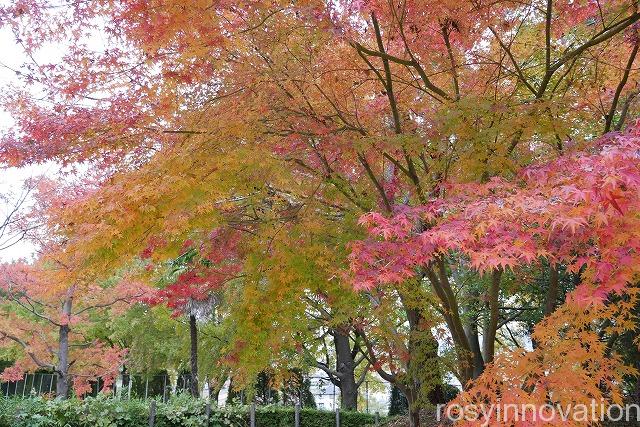 木鍋八幡宮 (1)紅葉