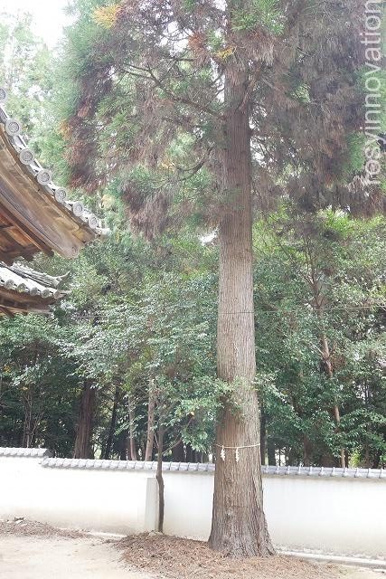 靱負(ゆきえ)神社 (10)木